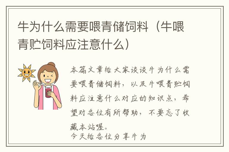 牛為什么需要喂青儲(chǔ)飼料（牛喂青貯飼料應(yīng)注意什么）