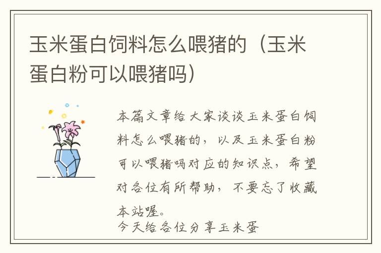 玉米蛋白飼料怎么喂豬的（玉米蛋白粉可以喂豬嗎）